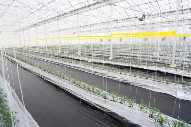 花博會(huì)孕育光明母港現(xiàn)代種業(yè)創(chuàng)新區(qū) 光明全方位融入市民生活