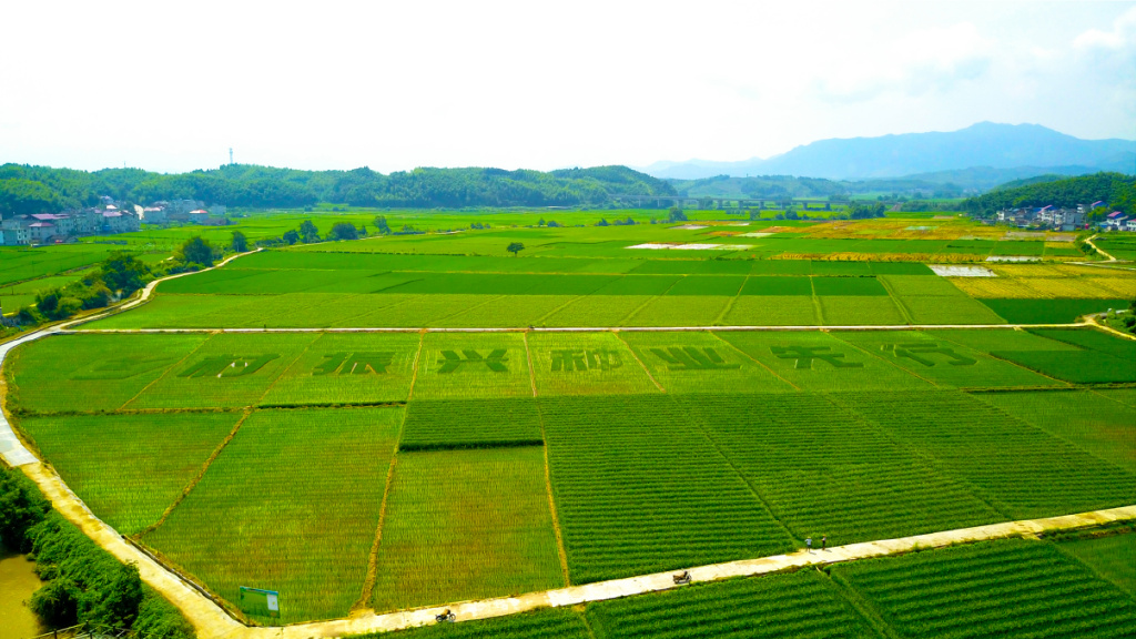 "種"出"芯"希望&mdash;&mdash;福建種業(yè)振興進(jìn)行時(shí)