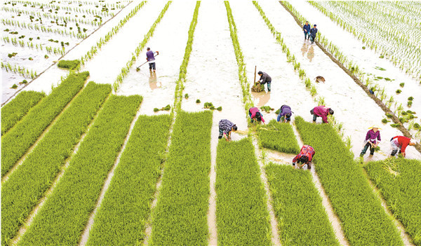 四川大竹:種業(yè)強(qiáng)"芯"繪豐年_人民號(hào)