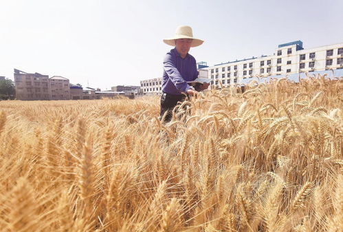 激活農業芯動能