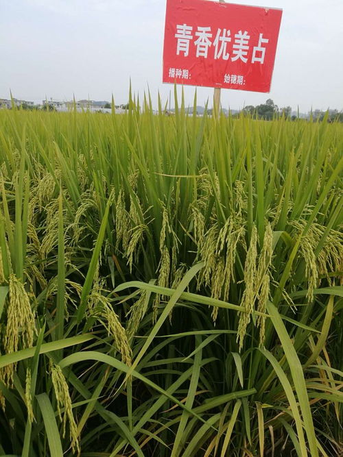 葉元林 唯有技術創新,才是中國種業發展的根本丨新年問大咖