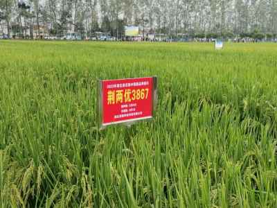 廣受好評 荊楚科技5個品種亮相全省種業創新暨種糧一體化現場推進會