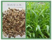 高羊茅草坪種子圖片_高羊茅草坪種子圖片大全_高羊茅草坪種子圖庫_一呼百應