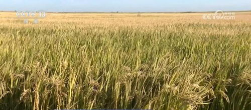 我國種業振興行動取得階段性成效，初步摸清資源家底