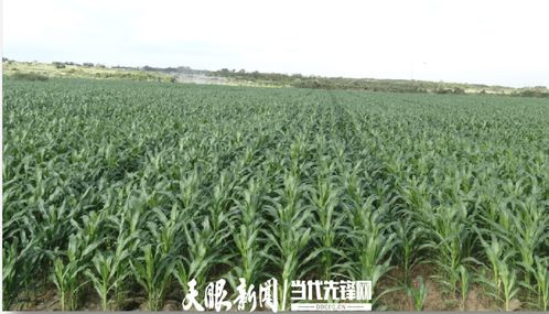 農發行花溪支行發放600萬元貸款，助力種業小微企業實現育繁推一體化產業建設