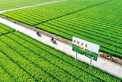 中國(guó)種業(yè)翻身仗 仍需突破的三大關(guān)鍵關(guān)隘